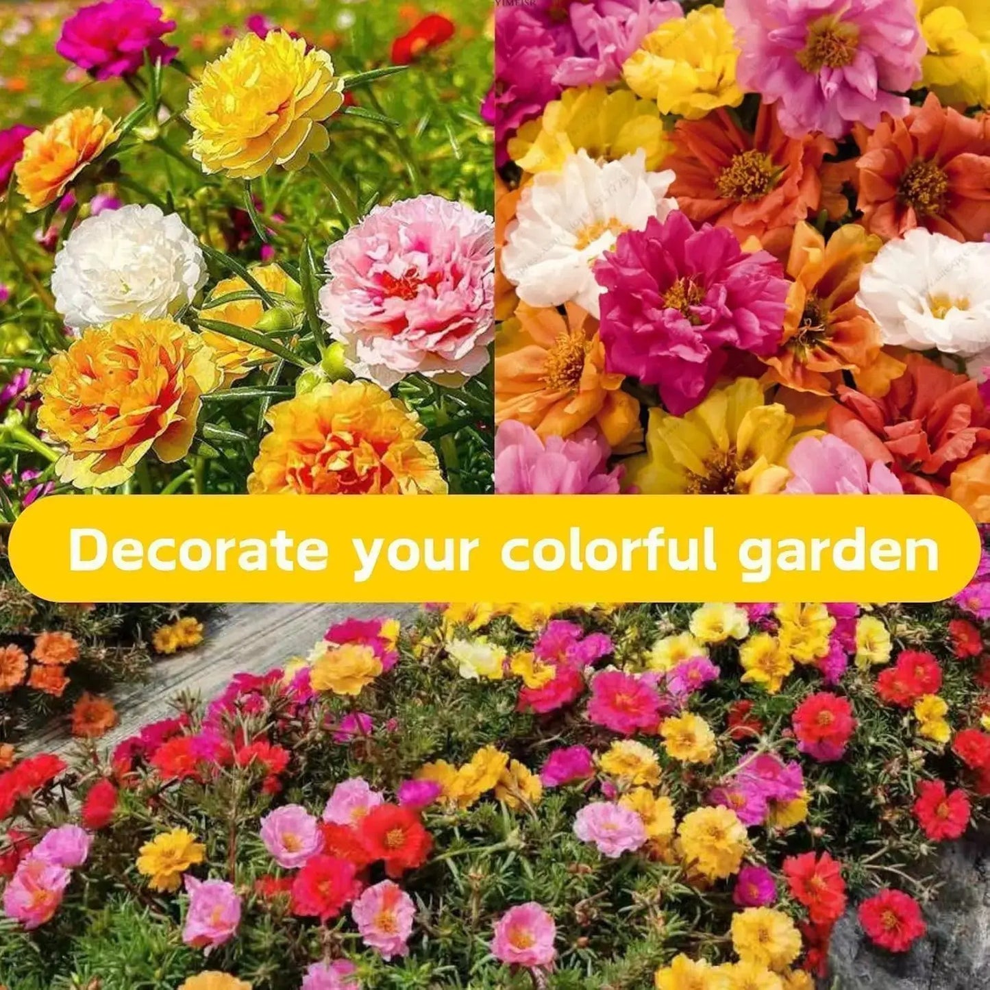 10000 +PCS (Moss Rose) Seeds -Mixed Double Portulaca Grandiflora Seeds Planting Ornaments Perennial Garden Simple to Grow Pots Gifts 51Ms
