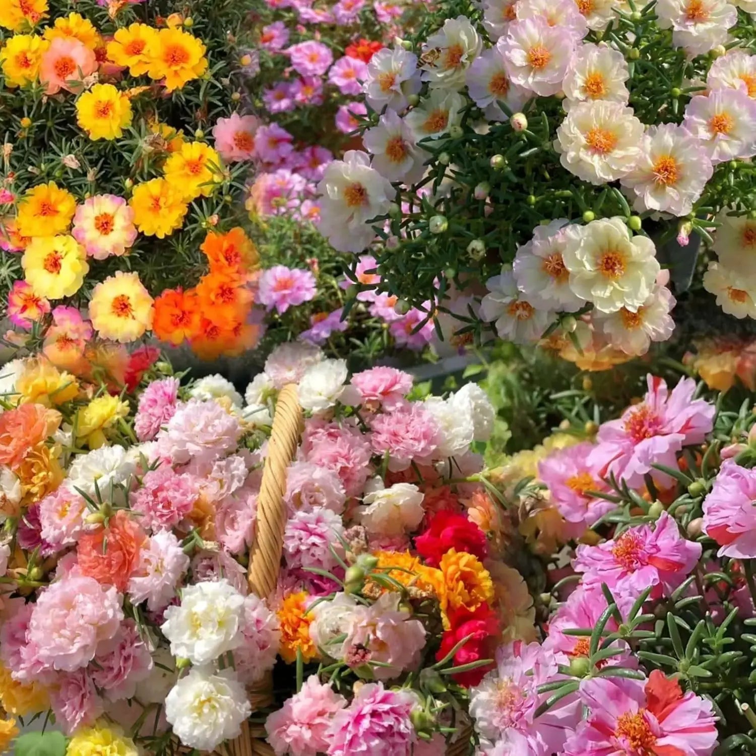 10000 +PCS (Moss Rose) Seeds -Mixed Double Portulaca Grandiflora Seeds Planting Ornaments Perennial Garden Simple to Grow Pots Gifts 51Ms